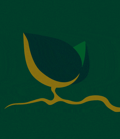 Animation showing tap root development